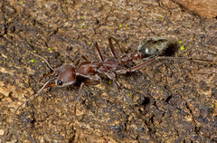Myrmecia comata