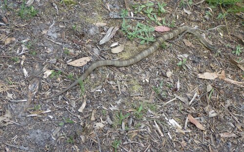 Tiger Snake sighting