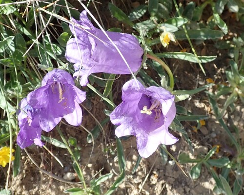 Large-flowered Bellflower (Campanula alpestris)