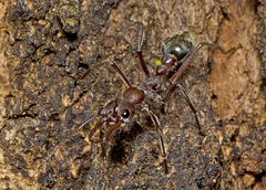 Myrmecia comata