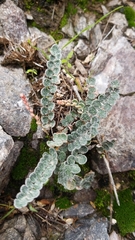 Astrolepis cochisensis