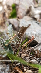Astrolepis cochisensis