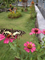 Papilio demoleus