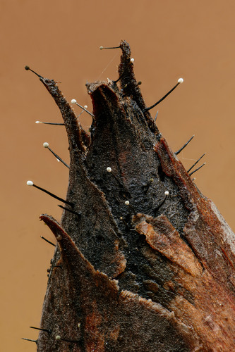 Rhododendron Blight