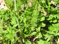 Conopodium pyrenaeum