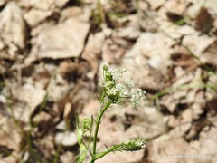 Conopodium pyrenaeum