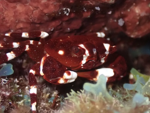 broad-fronted crab