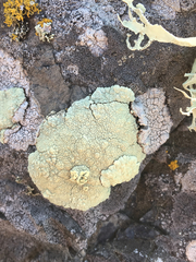 Protoparmeliopsis pinguis