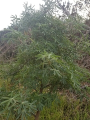 Lupinus arboreus