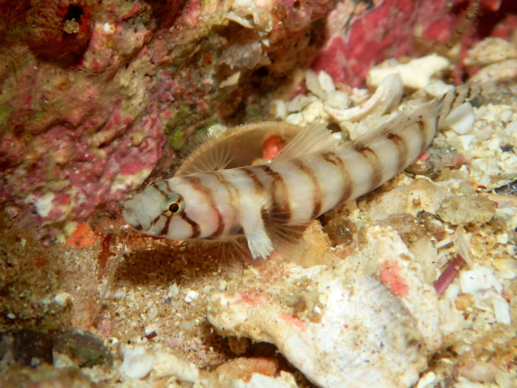 Zebra goby (Chriolepis zebra) — Gobiidae