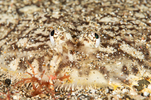 Aseraggodes bahamondei observed 2025-09-20