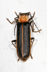 Podabrus flavicollis