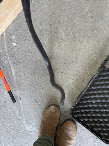 Red-bellied Black Snake sighting