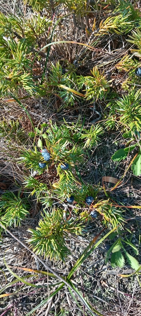 Juniperus communis