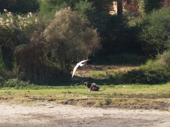 Gelochelidon nilotica