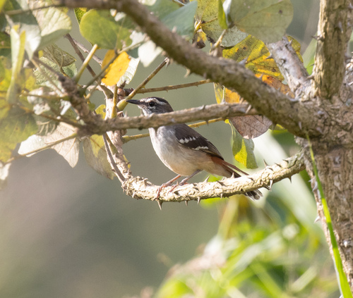 Brown-backed Scrub Robin (Cercotrichas hartlaubi), photo 2