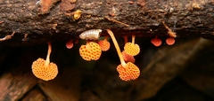 Favolaschia thwaitesii