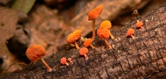 Favolaschia thwaitesii