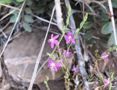 Schenkia spicata