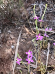 Schenkia spicata