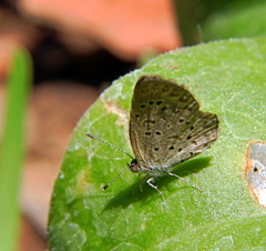 Zizeeria knysna knysna