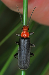 Podabrus pruinosus