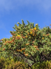 Hypericum lanceolatum, photograph (c) Elsa De, some rights reserved (CC BY)