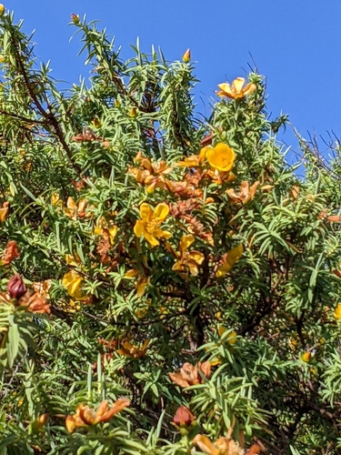 Hypericum lanceolatum, photograph 5