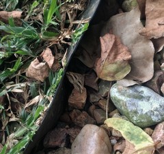 Chiasmia subcurvaria