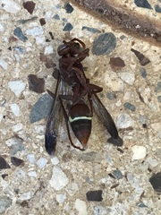 Polistes badius