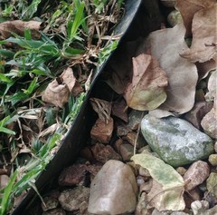 Chiasmia subcurvaria