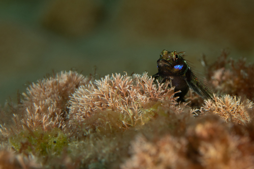 Kermadec triplefin (Enneapterygius kermadecensis) — Tripterygiidae — 3