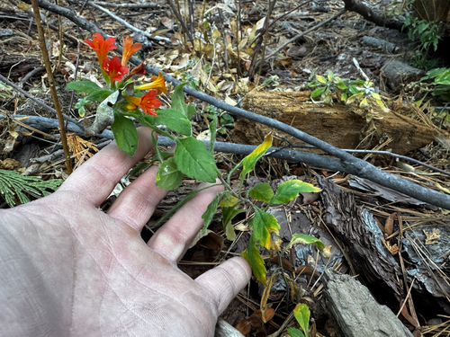 rawson's flaming-trumpet (Collomia rawsoniana)