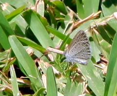 Zizeeria knysna knysna