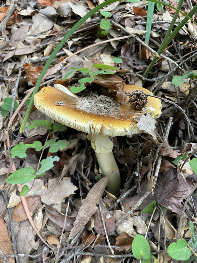 Amanita calyptroderma · November 2025 · photo: © ethologist (iNaturalist, cc-by)