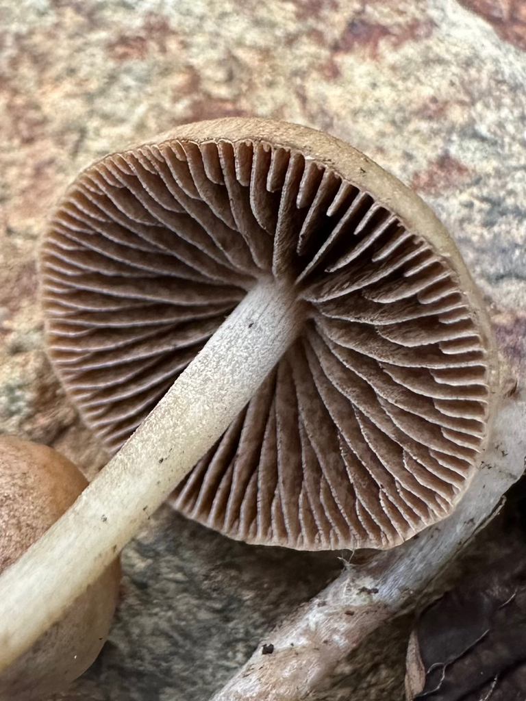 Panaeolus foenisecii · November 2025 · photo: © kcelshoff (iNaturalist, cc-by)
