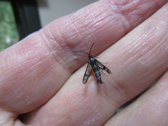 Synanthedon tipuliformis