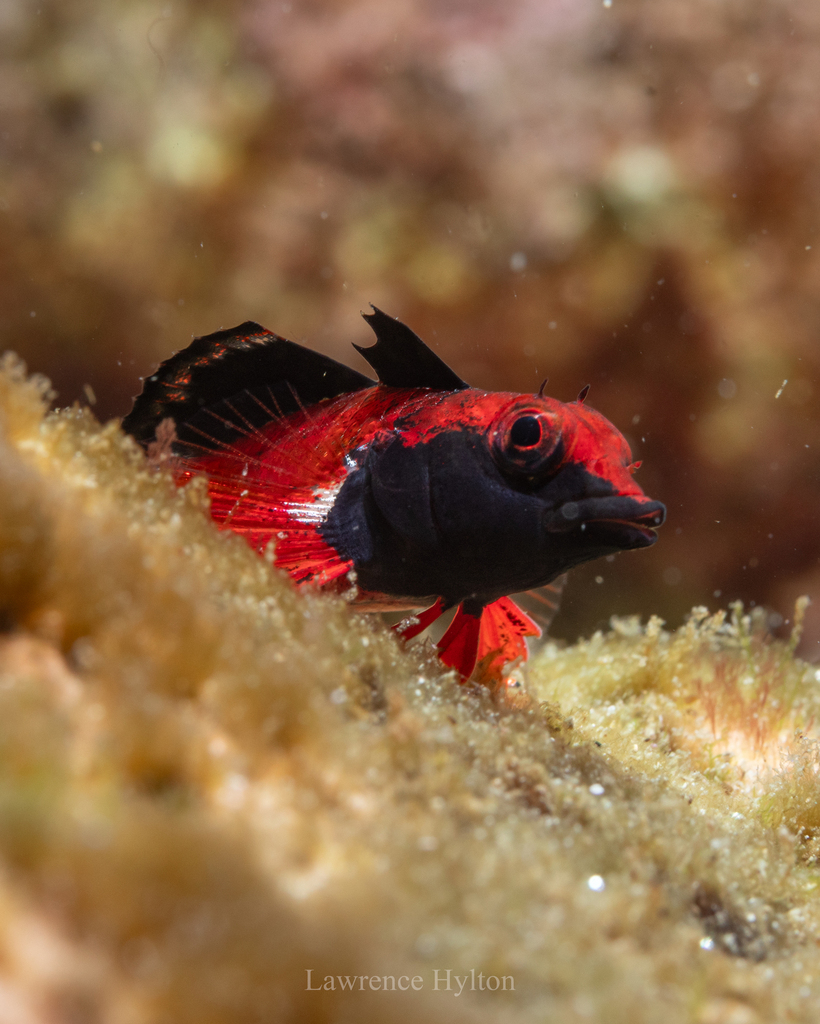 Blackthroat Triplefin
