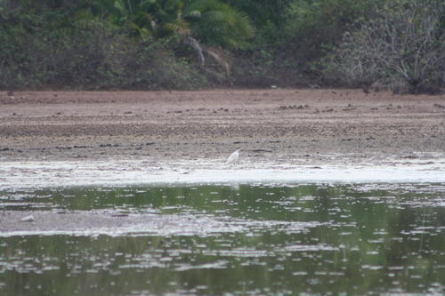 iNaturalist image