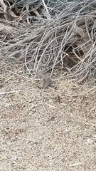 Sigmodon arizonae