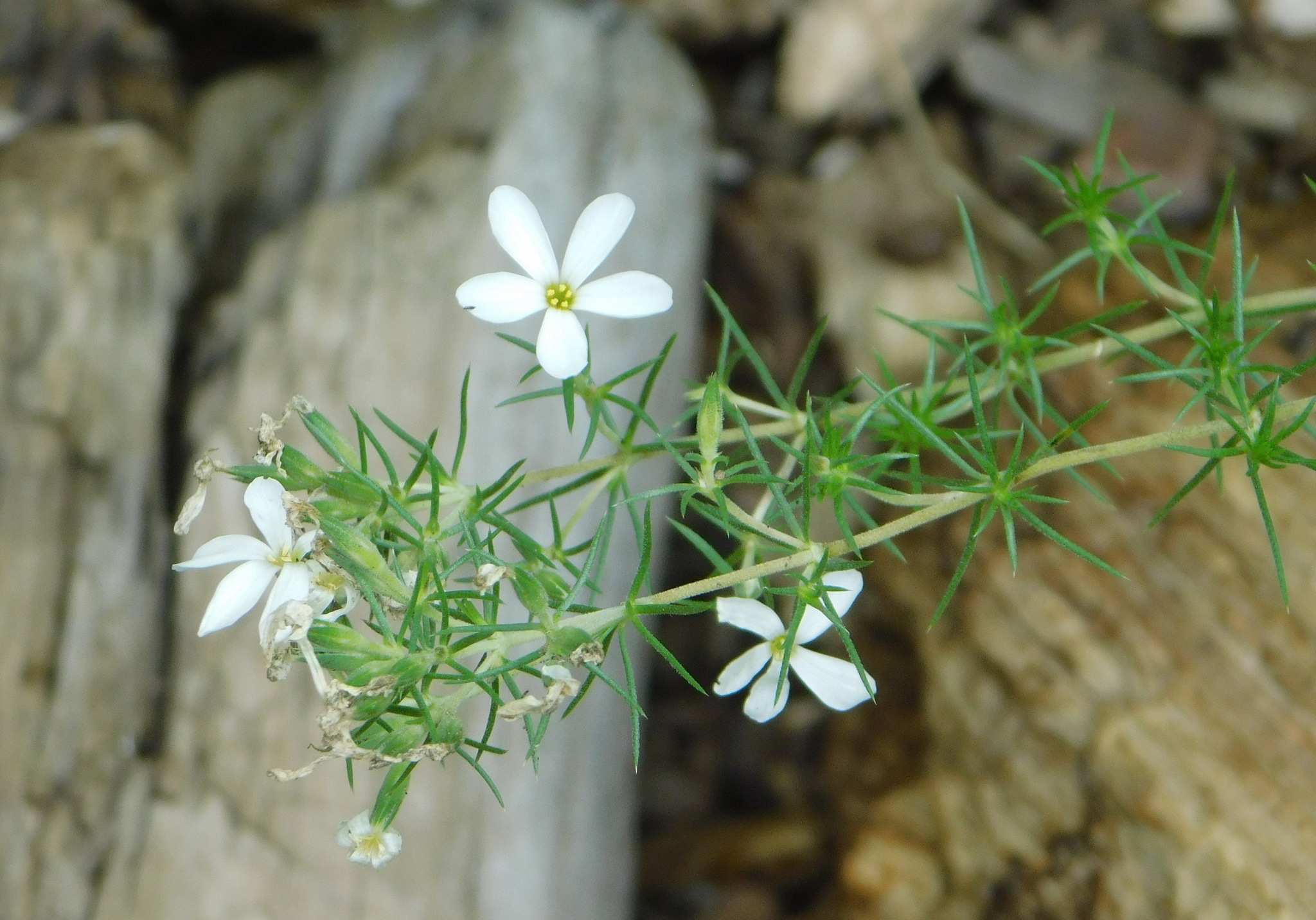 Leptosiphon nuttallii ssp. tenuilobus