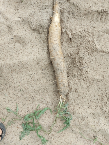 Gemsbok cucumber