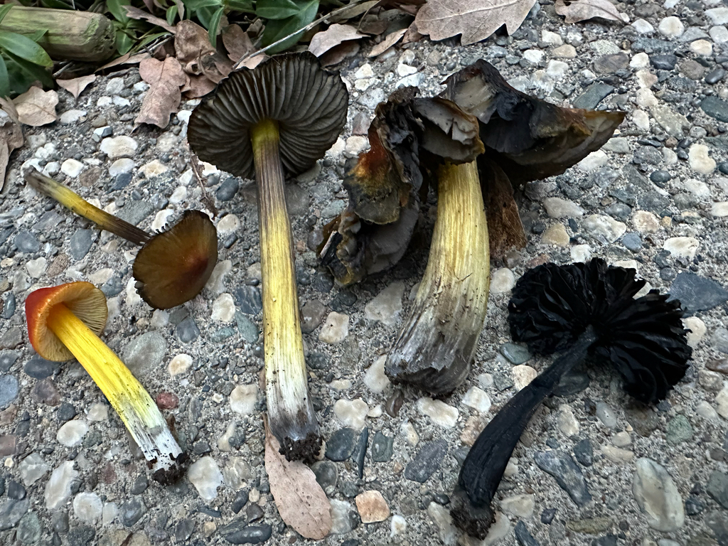 Hygrocybe singeri · November 2025 · photo: © kcelshoff (iNaturalist, cc-by)