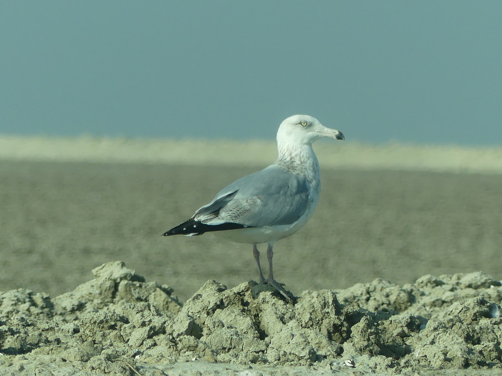 옅은재갈매기 from Kings County, CA, USA on 2020년 01월 04일 (토) at 11:22 오전 by Lauren Glevanik · iNaturalist... 