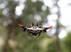 Gasteracantha westringi