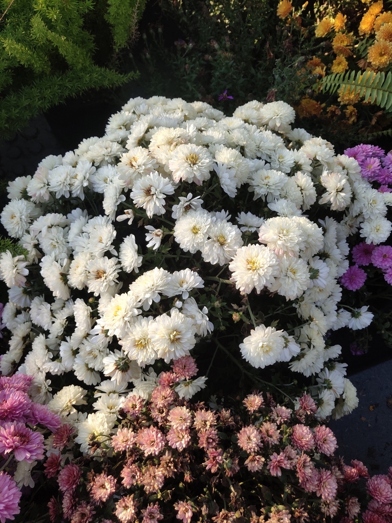 Chrysanthemum morifolium