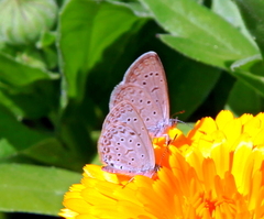 Zizeeria knysna knysna