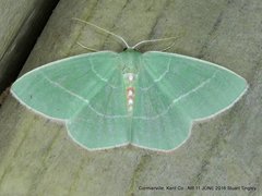 Nemoria rubrifrontaria