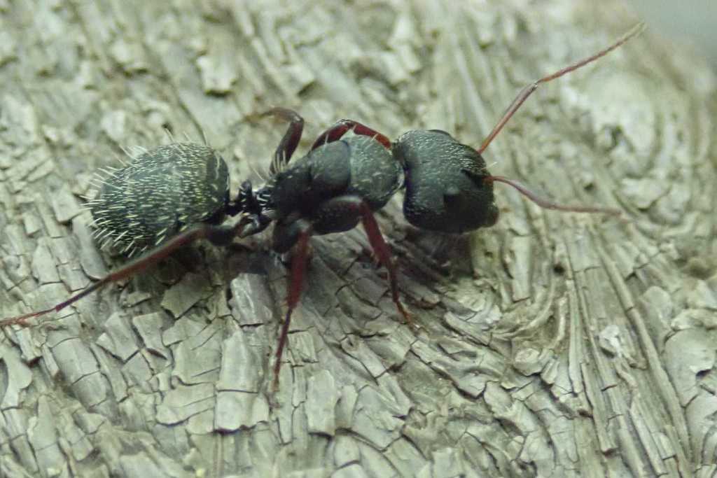 Myrmotrema
