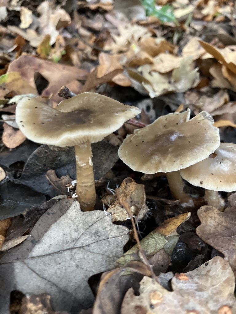 Rhodocollybia asema · November 2025 · photo: © empressmoth (iNaturalist, cc0)